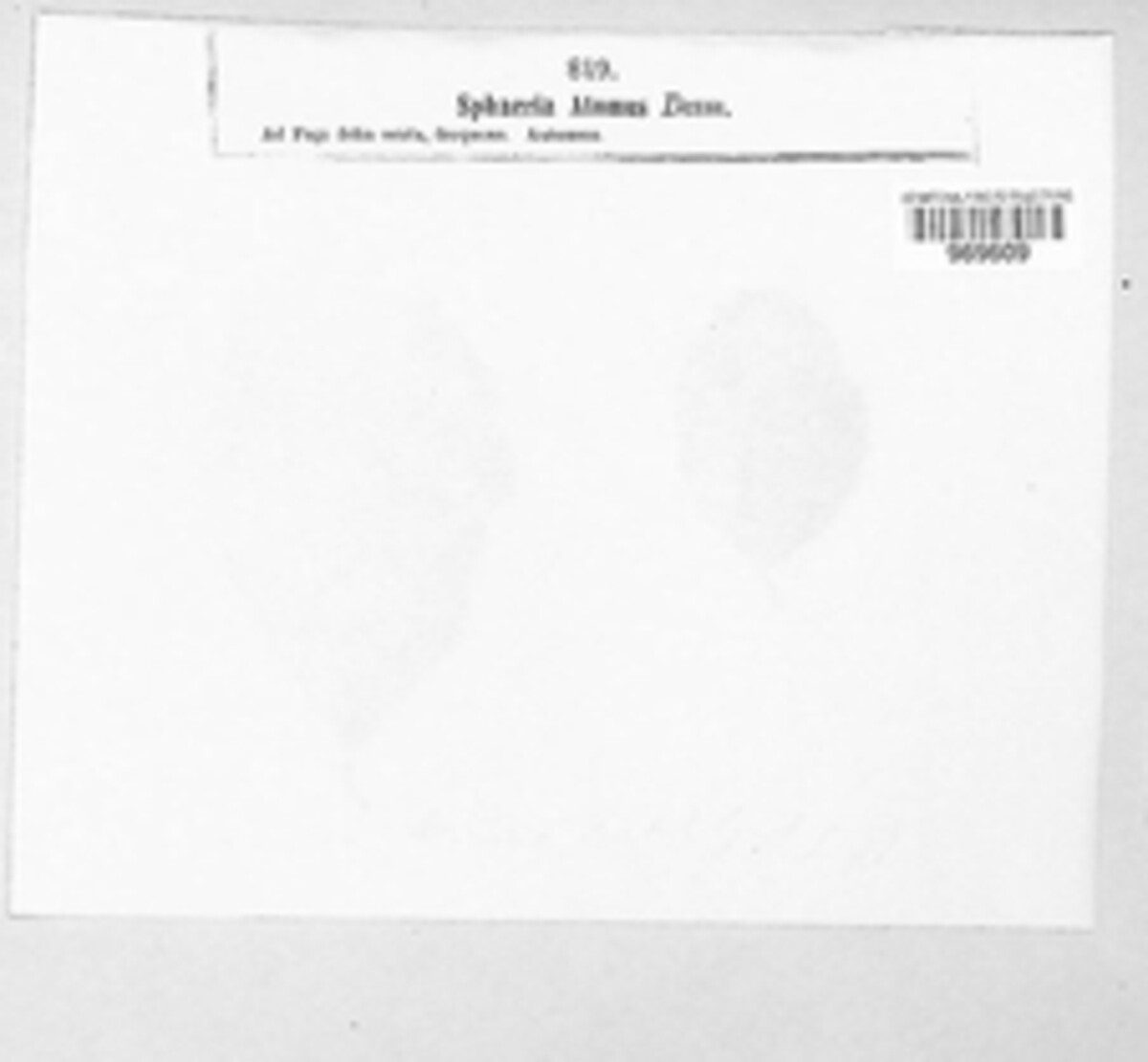 Mycosphaerella atomus image